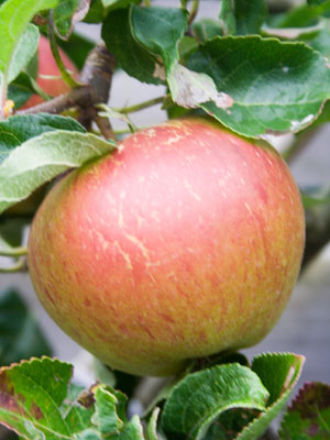Apple Tree Information